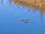 403238 1250 - Photo 42