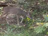 4 Goats Bluff Road - Photo 2