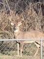 4859 1700 Road - Photo 33