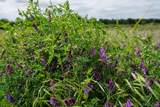 103051 3810 - Photo 43