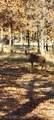 3125 Wild Mountain Road - Photo 56
