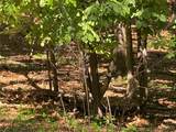  Ross Drive - Photo 7