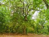  Pine Tree Road - Photo 15