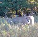  33rd Street - Photo 37