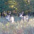  33rd Street - Photo 58