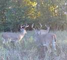  33rd Street - Photo 8