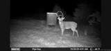 958 Buffalo Road - Photo 10
