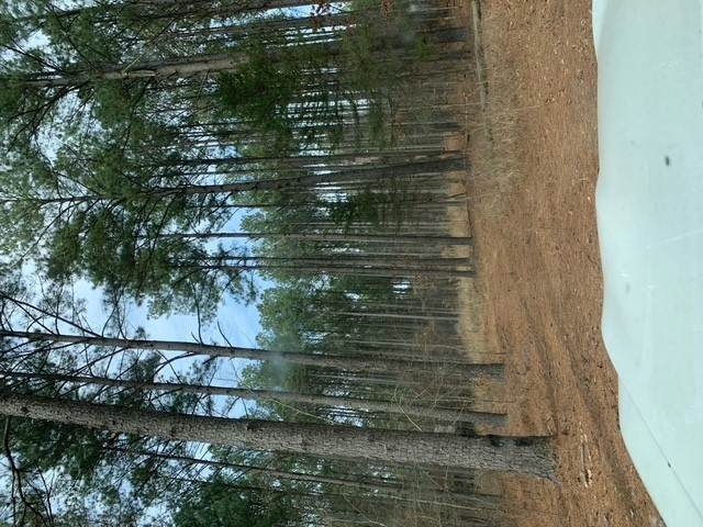 18 Whispering Pine - Photo 1