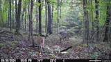 16170 Tilly Branch Road - Photo 14