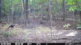 16170 Tilly Branch Road - Photo 16