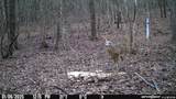 16170 Tilly Branch Road - Photo 19