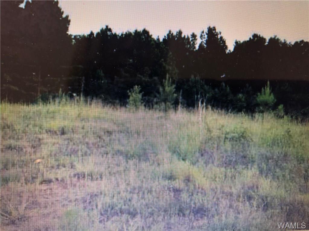 15 Timbertop Lane - Photo 1