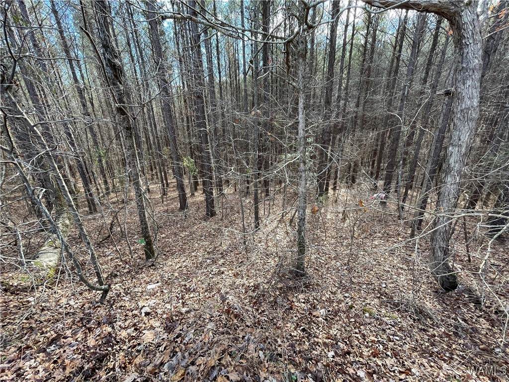 https://bt-photos.global.ssl.fastly.net/tuscaloosa/orig_boomver_1_169287-2.jpg