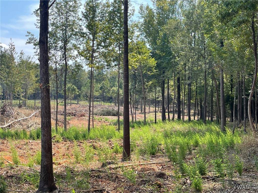 https://bt-photos.global.ssl.fastly.net/tuscaloosa/orig_boomver_1_171080-2.jpg