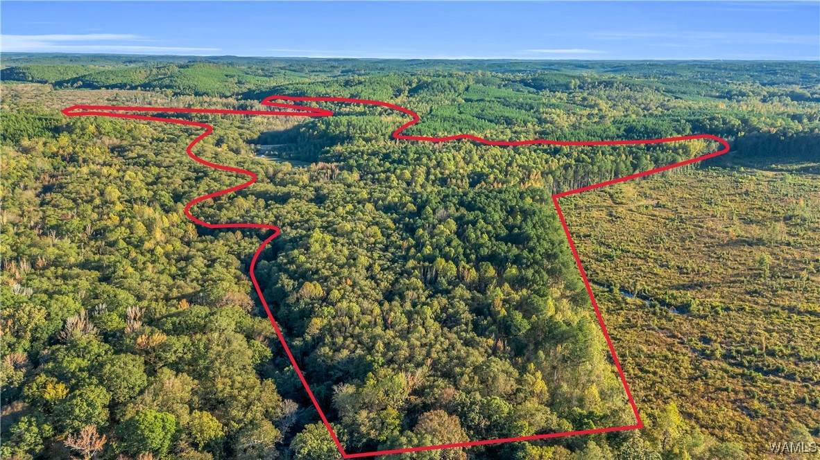 TBD Snake Branch Rd - Photo 1