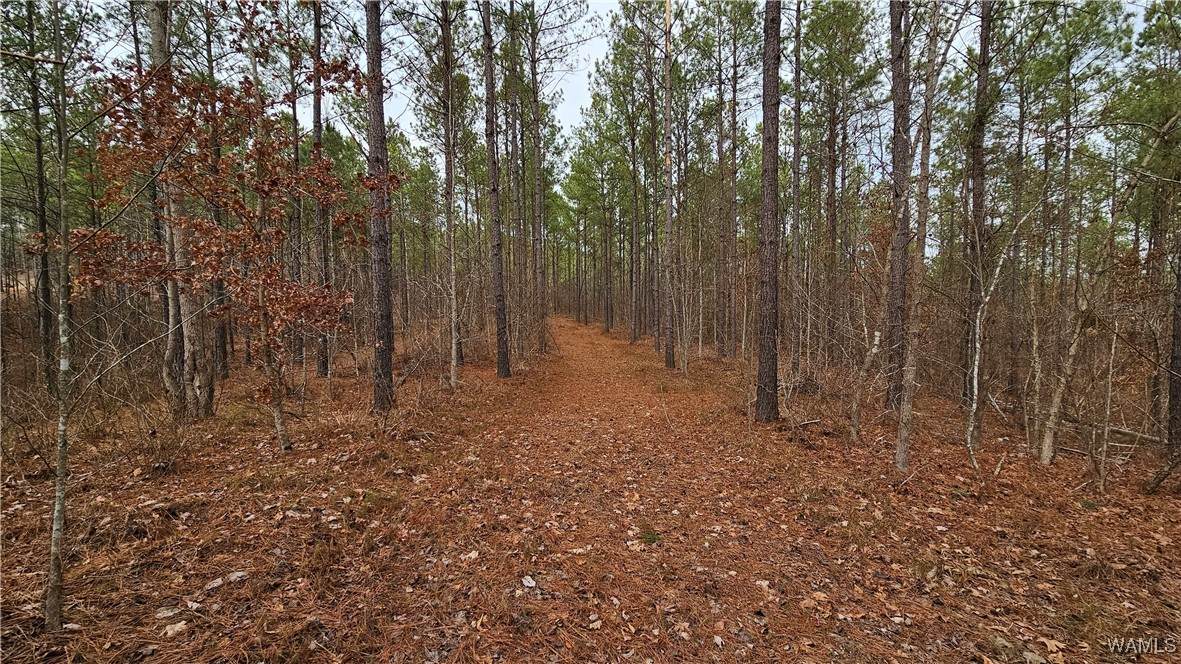 https://bt-photos.global.ssl.fastly.net/tuscaloosa/orig_boomver_1_172113-2.jpg