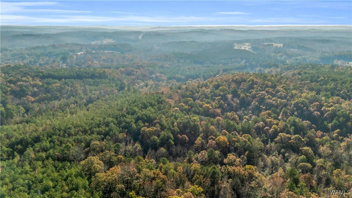 661 Cedar Tree - Photo 1