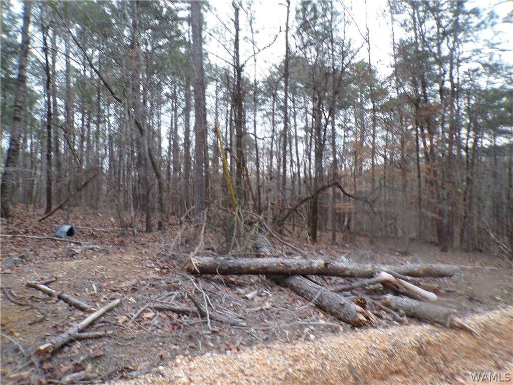 https://bt-photos.global.ssl.fastly.net/tuscaloosa/orig_boomver_1_173687-2.jpg