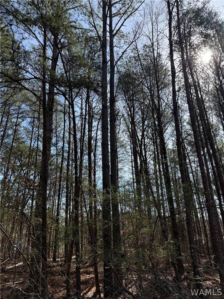 https://bt-photos.global.ssl.fastly.net/tuscaloosa/orig_boomver_1_173756-2.jpg