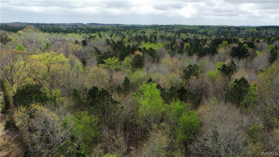 https://bt-photos.global.ssl.fastly.net/tuscaloosa/orig_boomver_1_174346-2.jpg