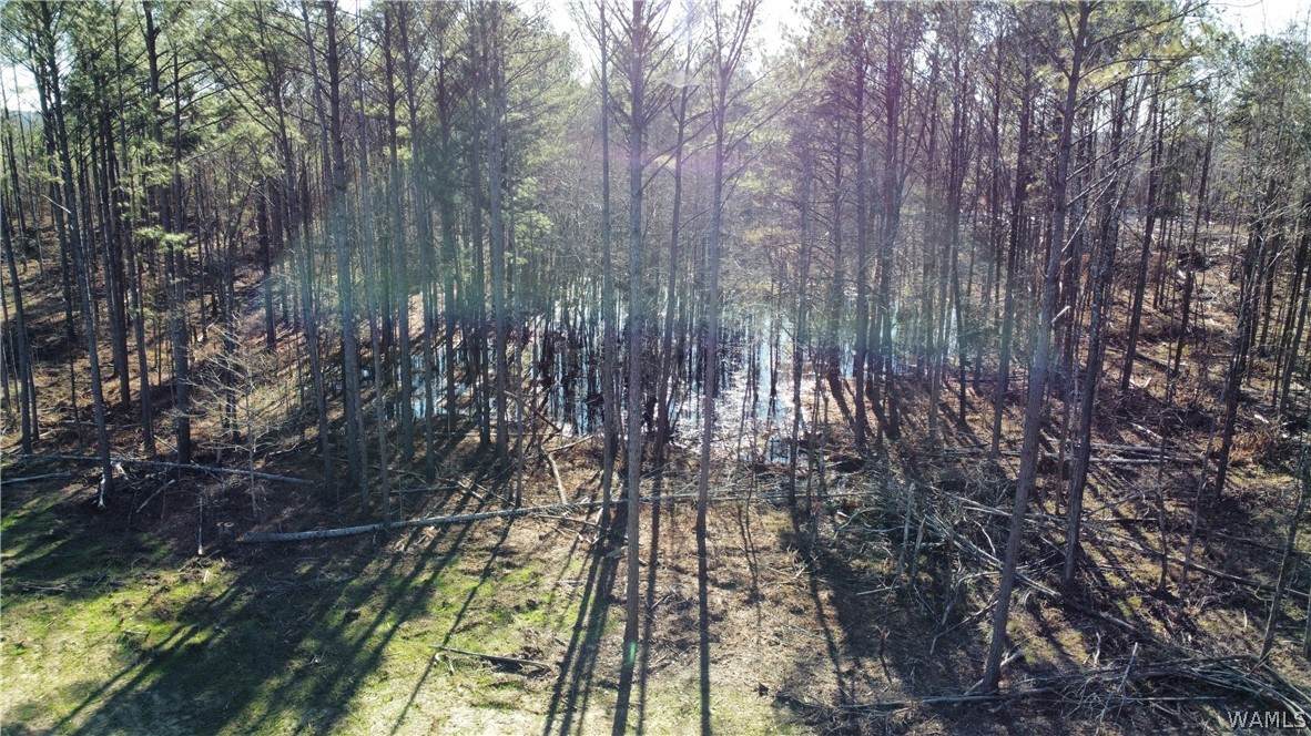 https://bt-photos.global.ssl.fastly.net/tuscaloosa/orig_boomver_1_174544-2.jpg