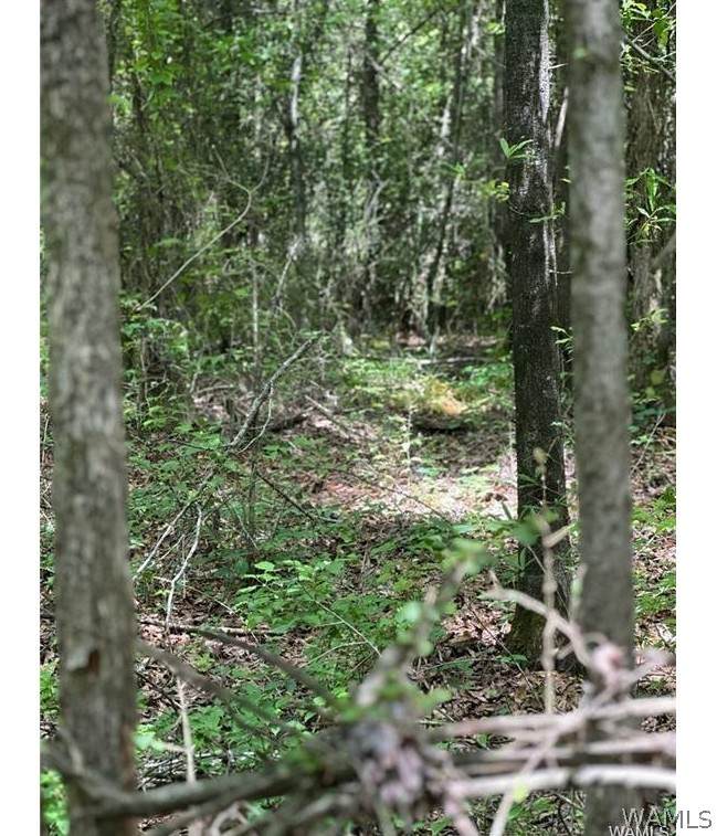 https://bt-photos.global.ssl.fastly.net/tuscaloosa/orig_boomver_1_175057-2.jpg