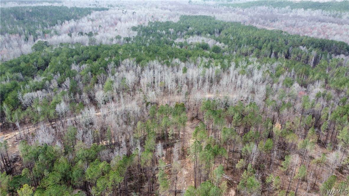 https://bt-photos.global.ssl.fastly.net/tuscaloosa/orig_boomver_1_175082-2.jpg