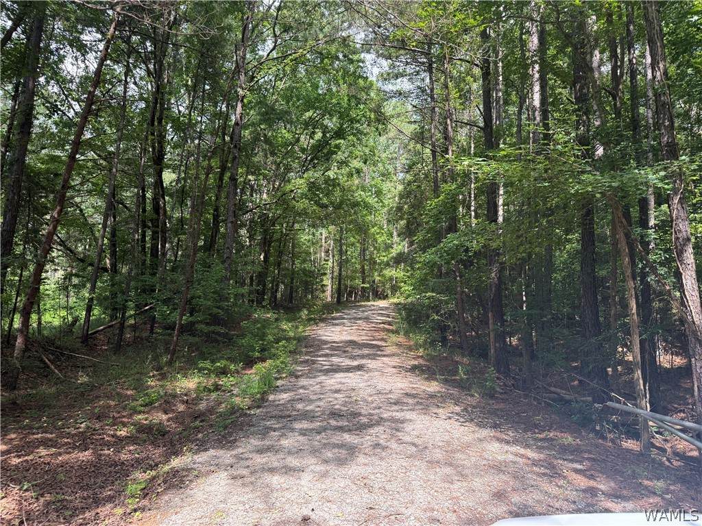 1 Samson Clements Loop Road - Photo 1