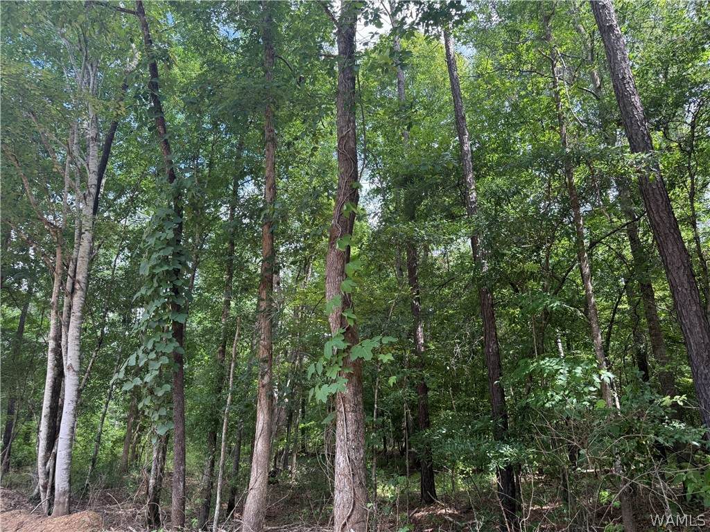 https://bt-photos.global.ssl.fastly.net/tuscaloosa/orig_boomver_1_176049-2.jpg