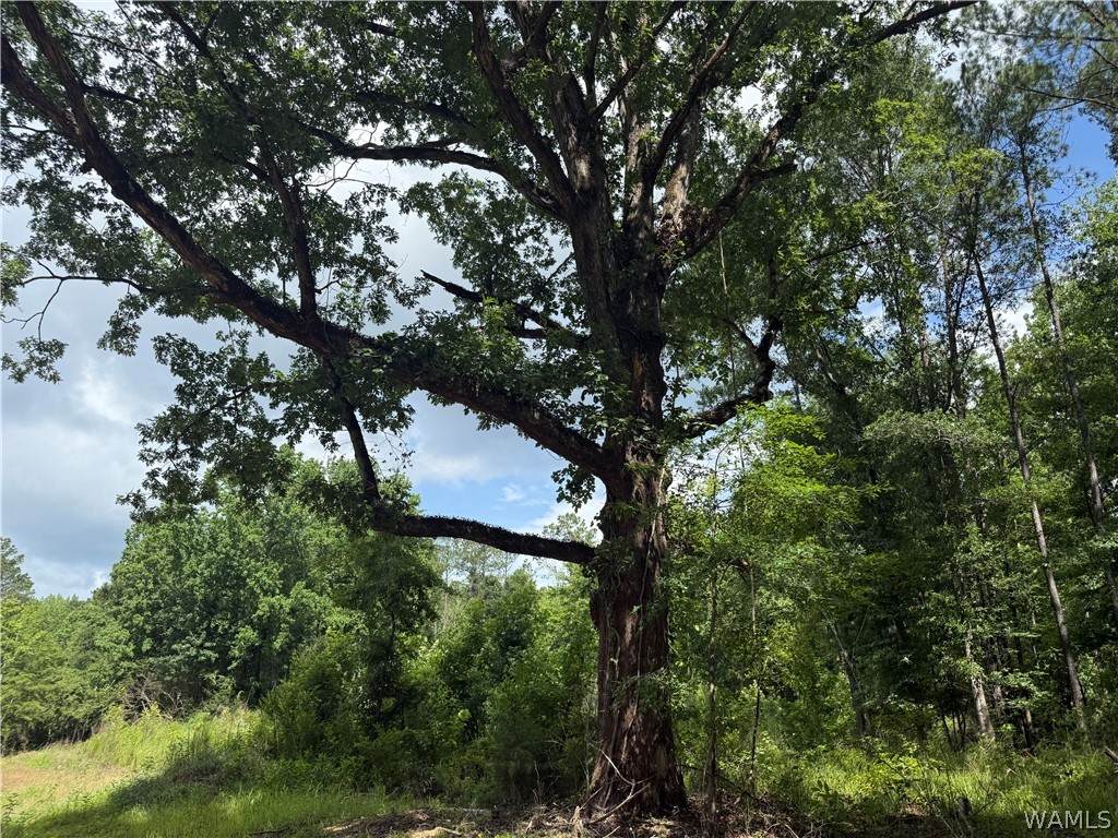 2 Samson Clements Loop Road - Photo 1