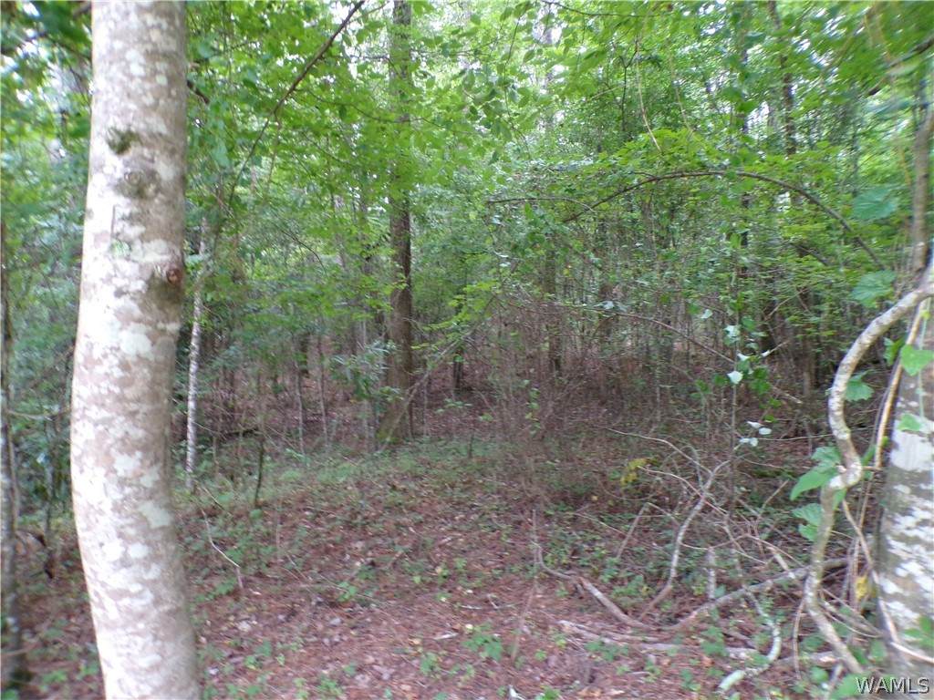 https://bt-photos.global.ssl.fastly.net/tuscaloosa/orig_boomver_1_176637-2.jpg