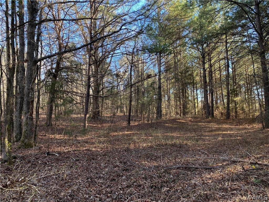 000 Hwy 43 N - Photo 1