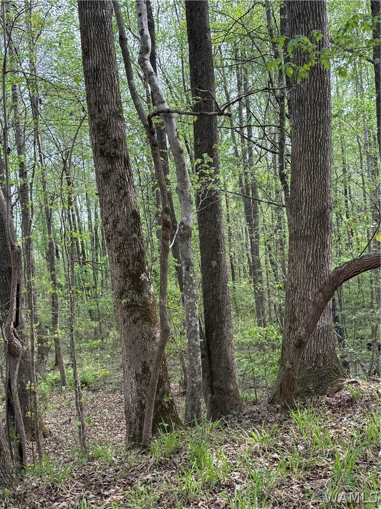https://bt-photos.global.ssl.fastly.net/tuscaloosa/orig_boomver_1_176943-2.jpg