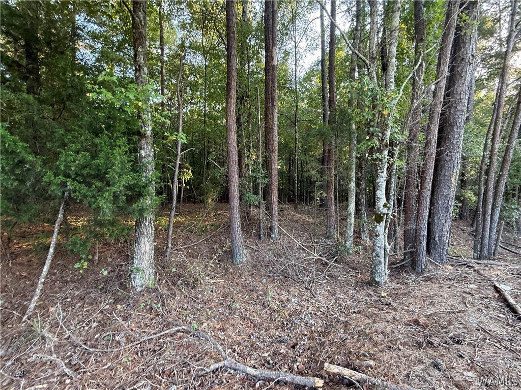 https://bt-photos.global.ssl.fastly.net/tuscaloosa/orig_boomver_1_177637-2.jpg