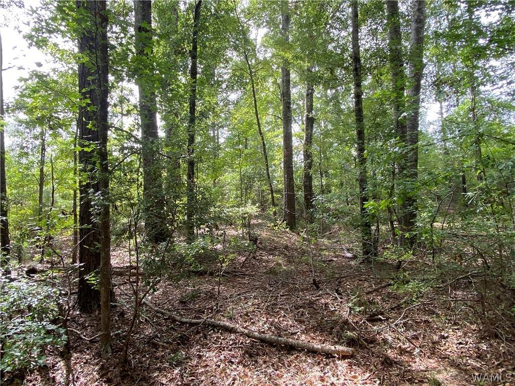https://bt-photos.global.ssl.fastly.net/tuscaloosa/orig_boomver_1_177714-2.jpg