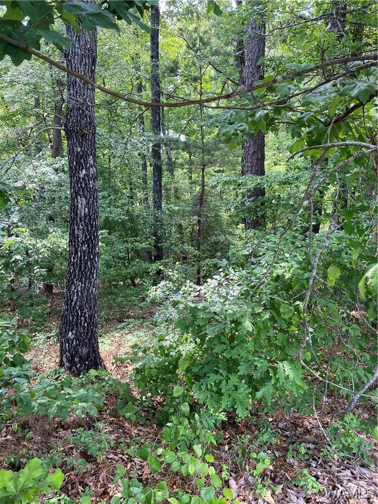 https://bt-photos.global.ssl.fastly.net/tuscaloosa/orig_boomver_2_157275-2.jpg
