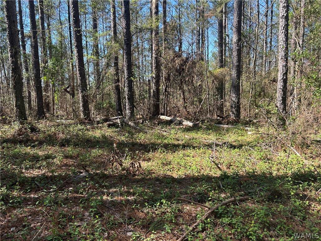 https://bt-photos.global.ssl.fastly.net/tuscaloosa/orig_boomver_2_173968-2.jpg