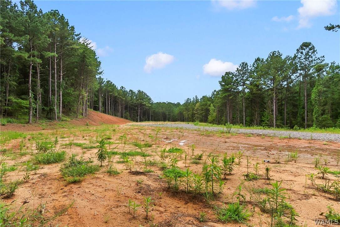 https://bt-photos.global.ssl.fastly.net/tuscaloosa/orig_boomver_2_176485-2.jpg