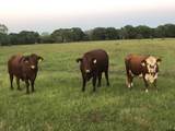 1026 An County Road 2218 - Photo 45