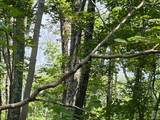 0 Cascade Mountain Road - Photo 7