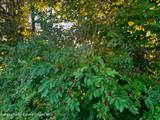 Lot 6 Stickles Road - Photo 7