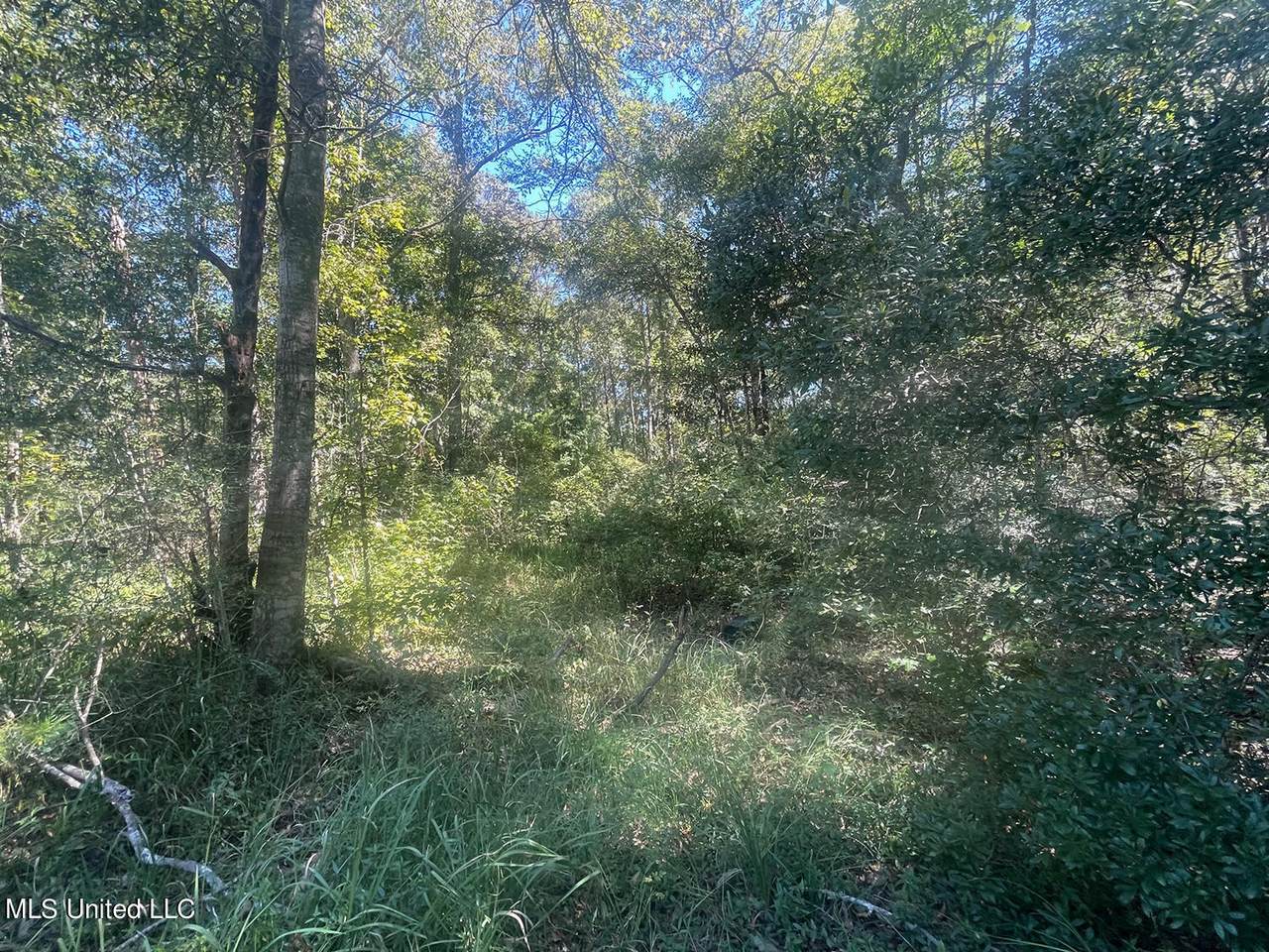 .59 Ac Pinewood Drive - Photo 1