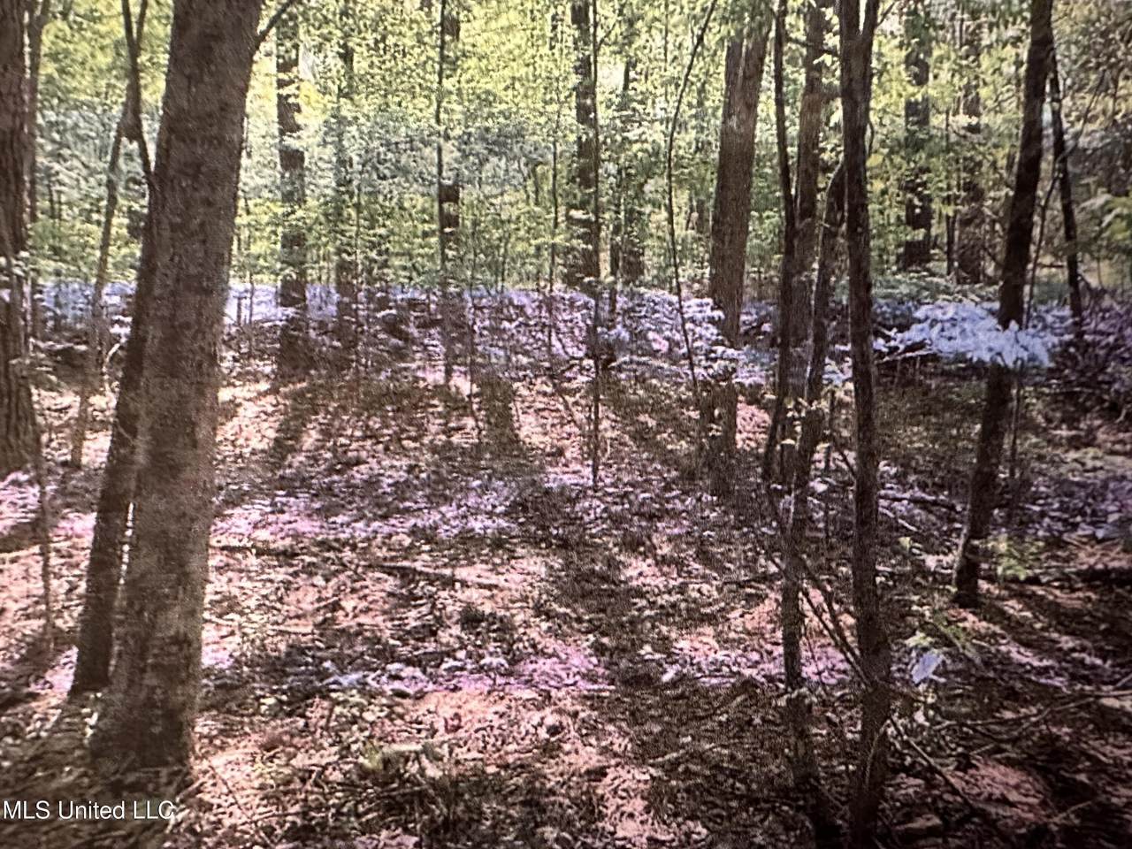  Stigler Rosa Dr. - Photo 1