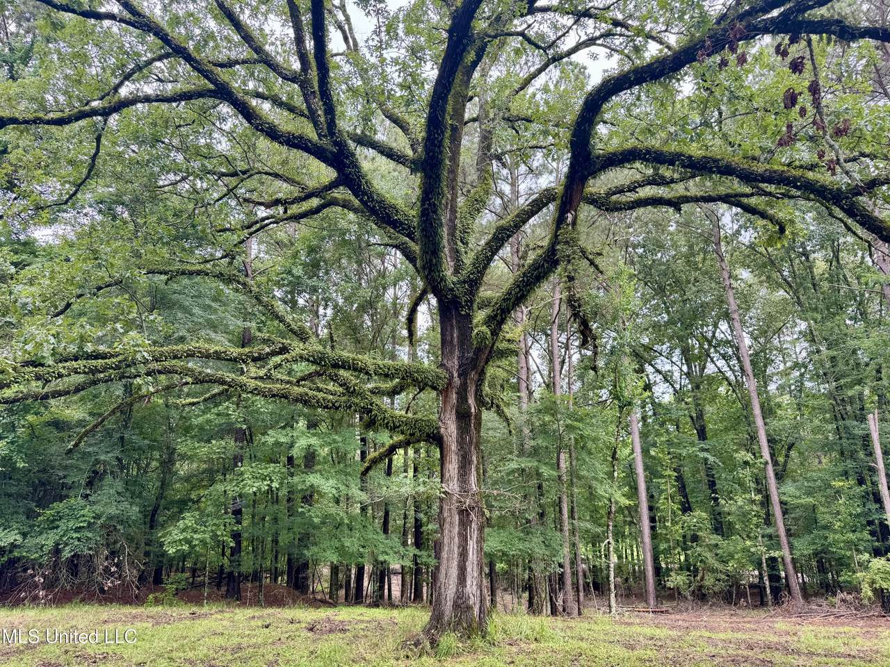 493 Gus Green Road - Photo 1