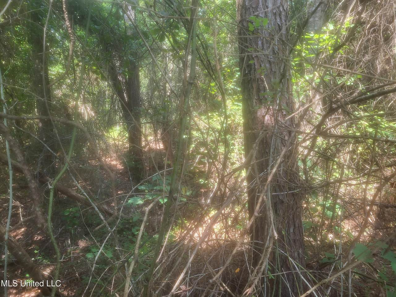 0 Otho Davis Rd - Photo 1