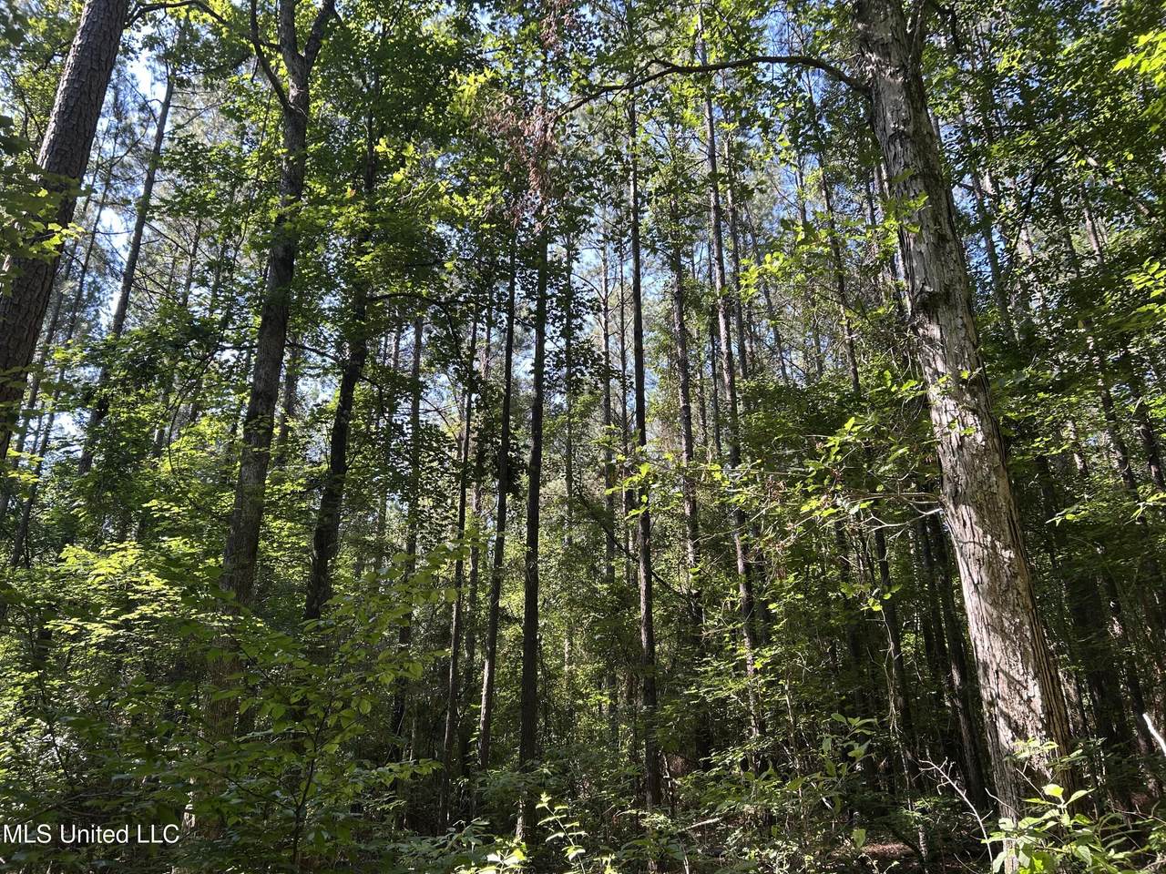  Easy Street - Photo 1