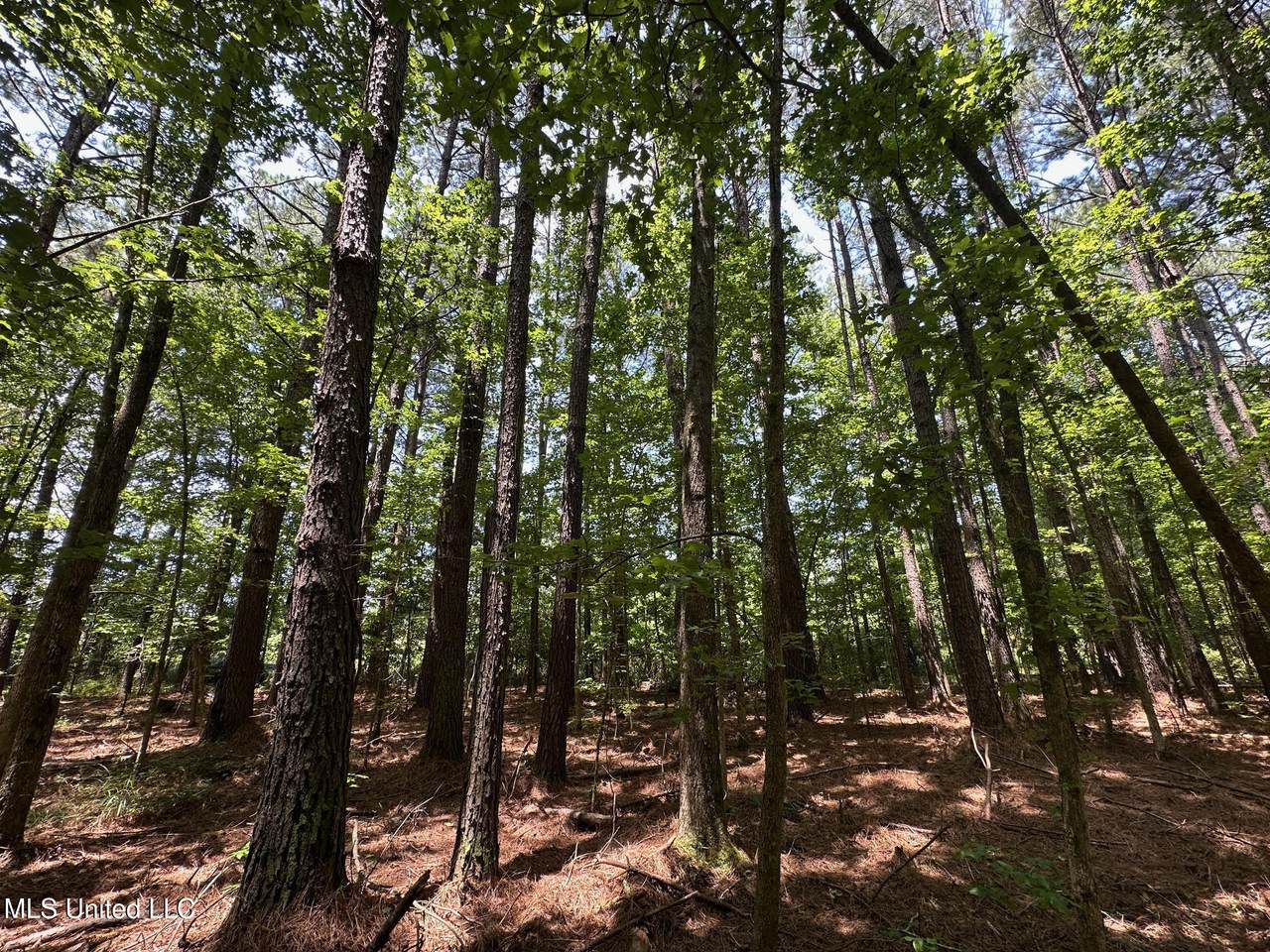 4 County Road 444 - Photo 1