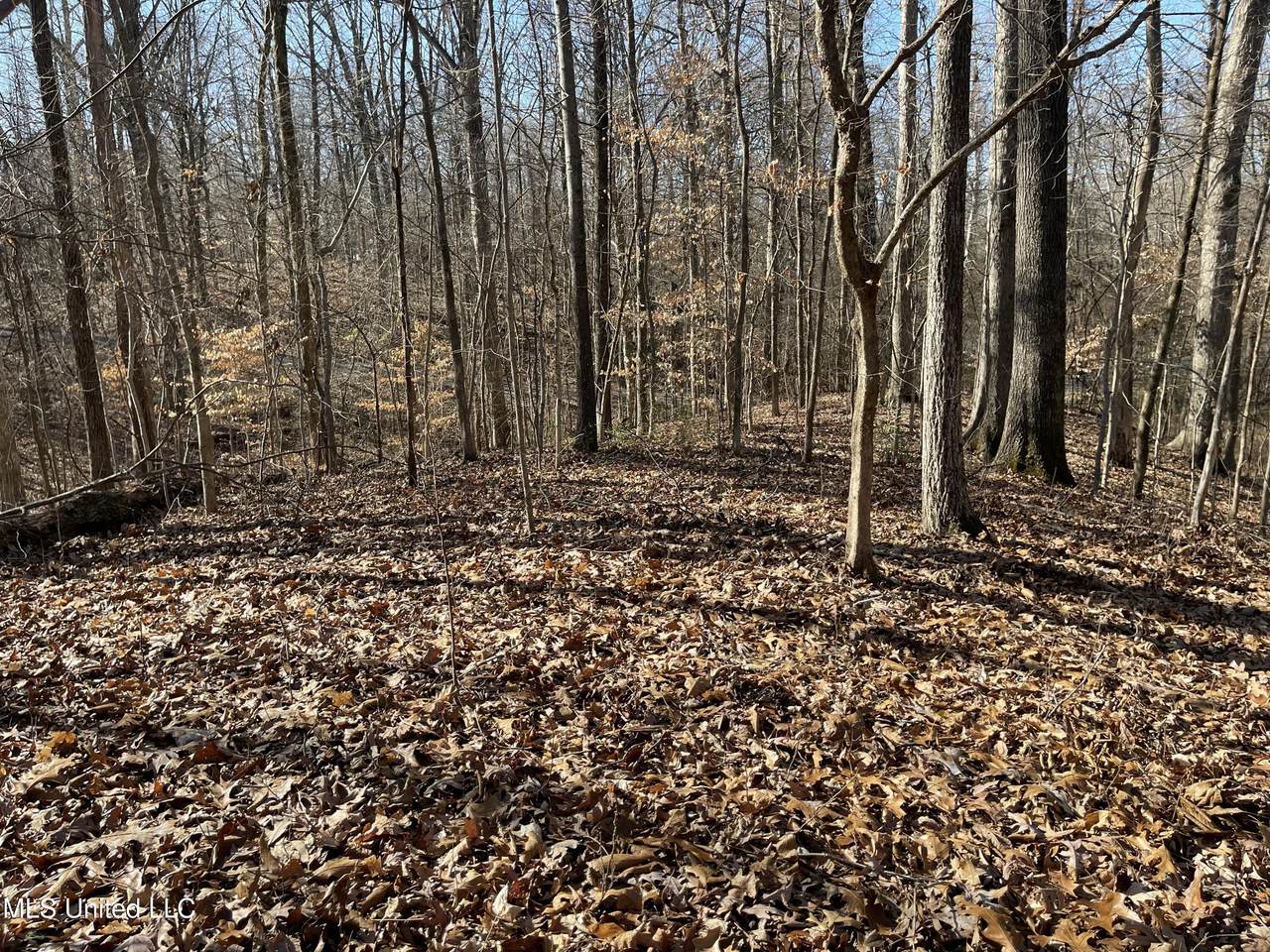 2311 Pocahontas Cove - Photo 1