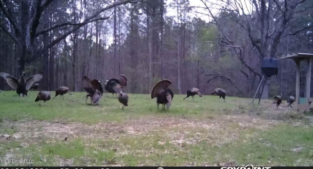 0 Green Door Road - Photo 1