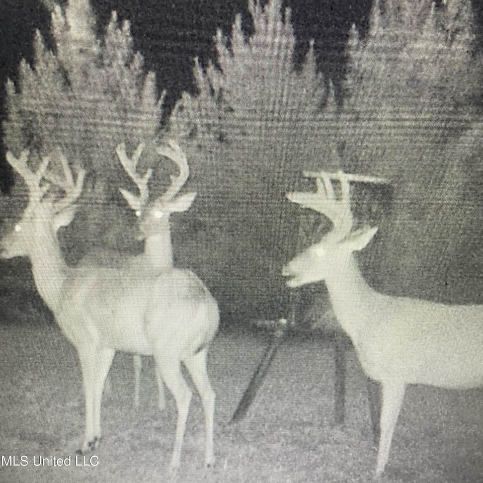 448 Attala County Road 4005 Road - Photo 1
